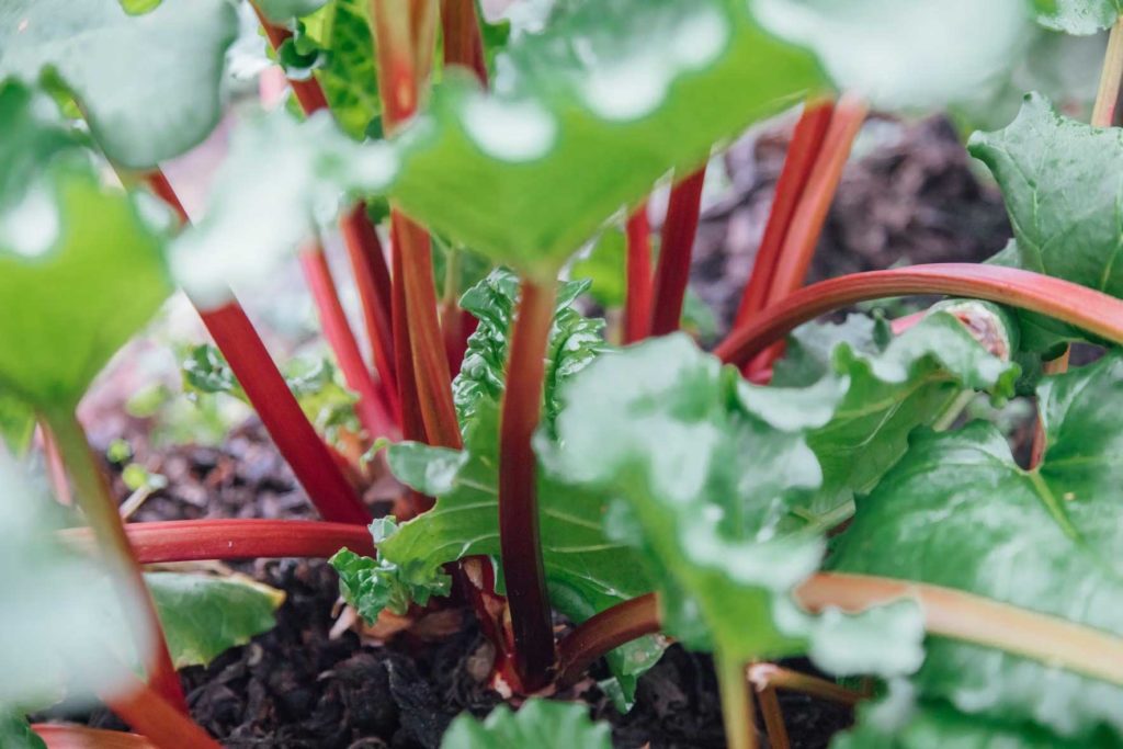 rhubarb