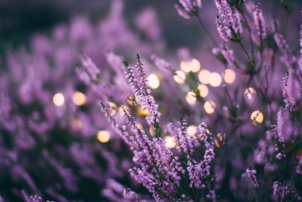 Lavender in cooking